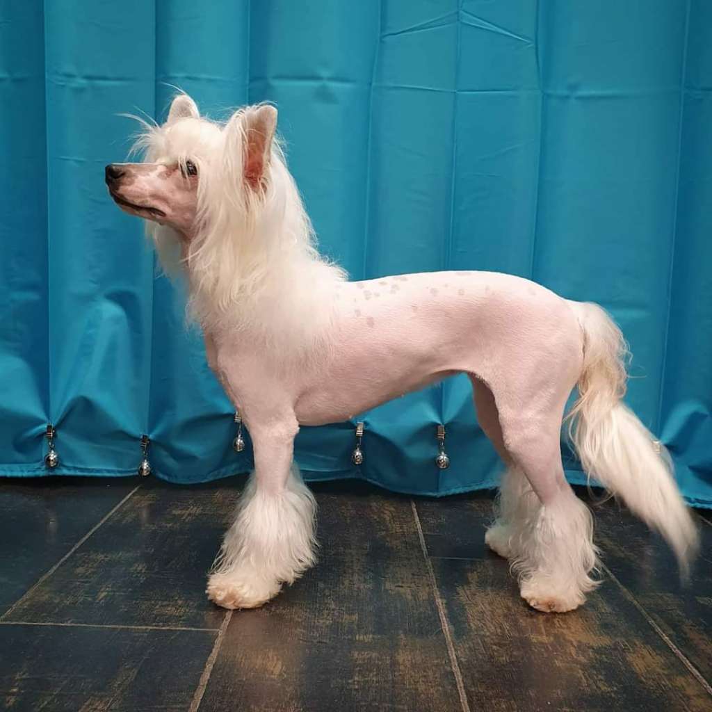 Viuvaun Et oo Tosissas