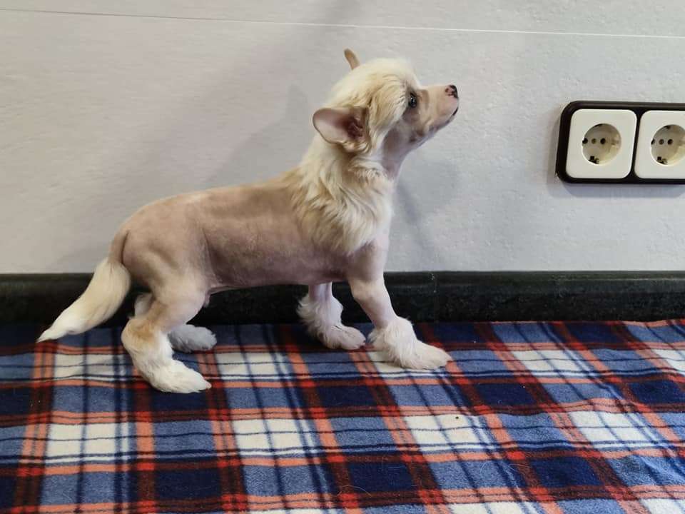 Yogi bear de Almamasan