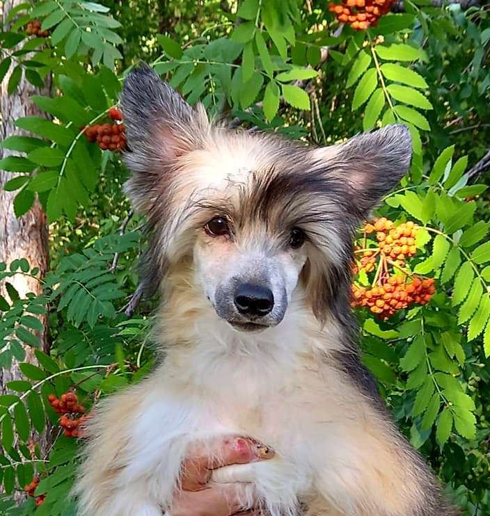 Lis-Sa-Bon Iz Vishnyovogo Sada