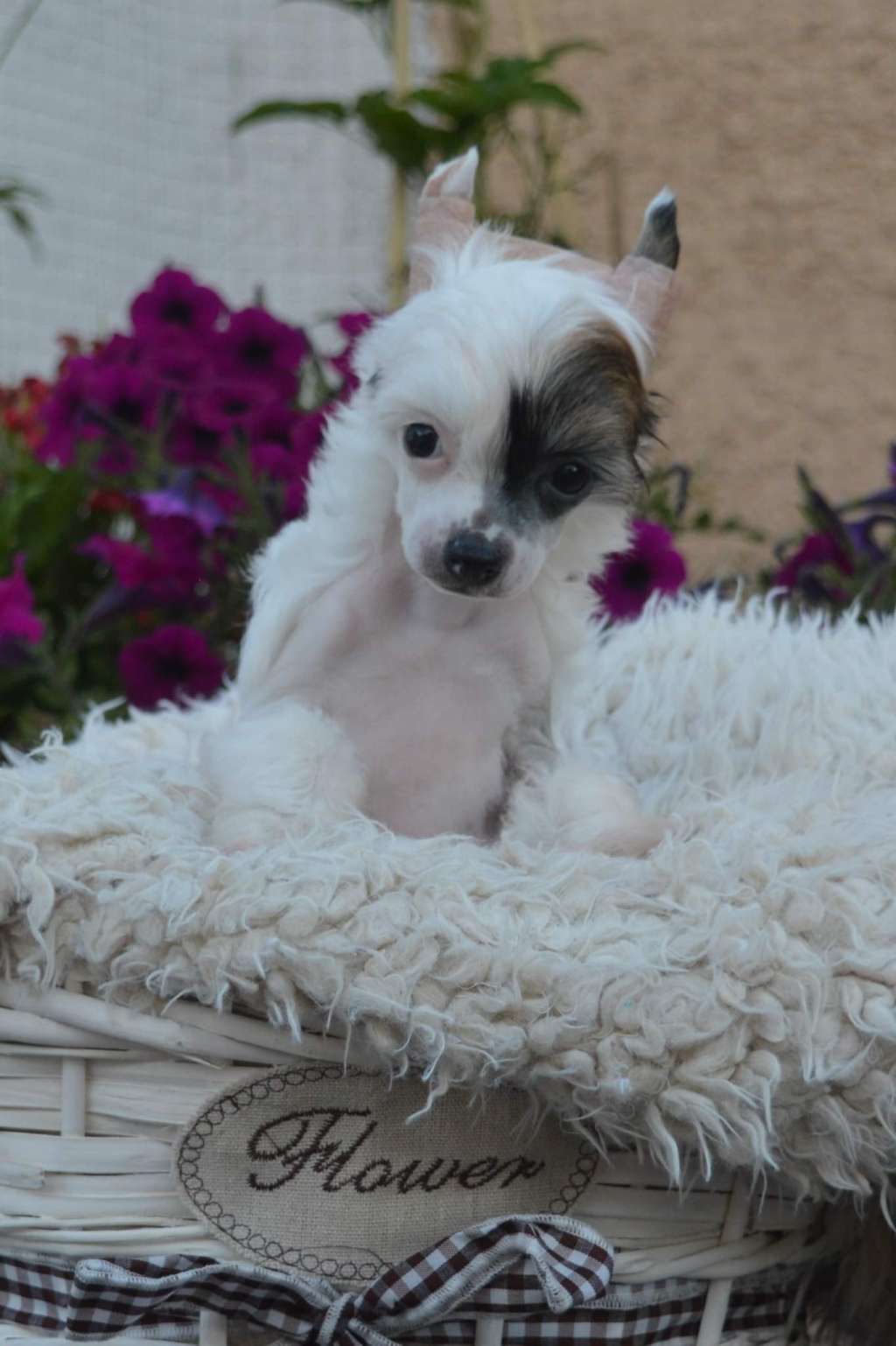 Magnus Staff Iria Flavia