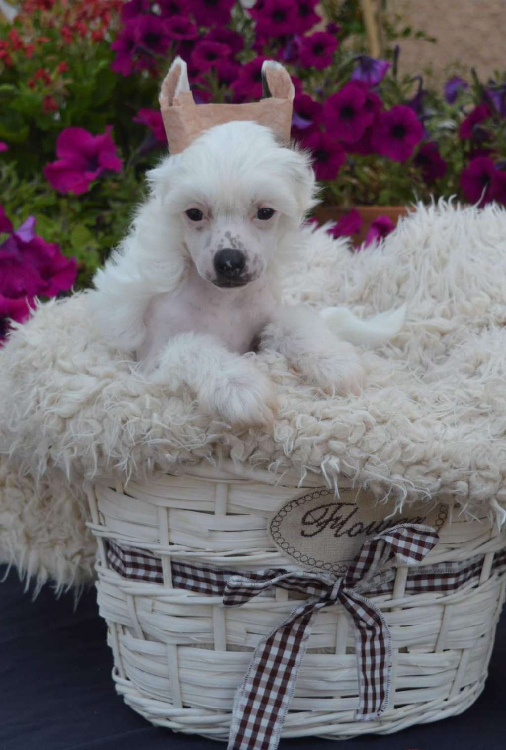 Magnus Staff Inocent Devil