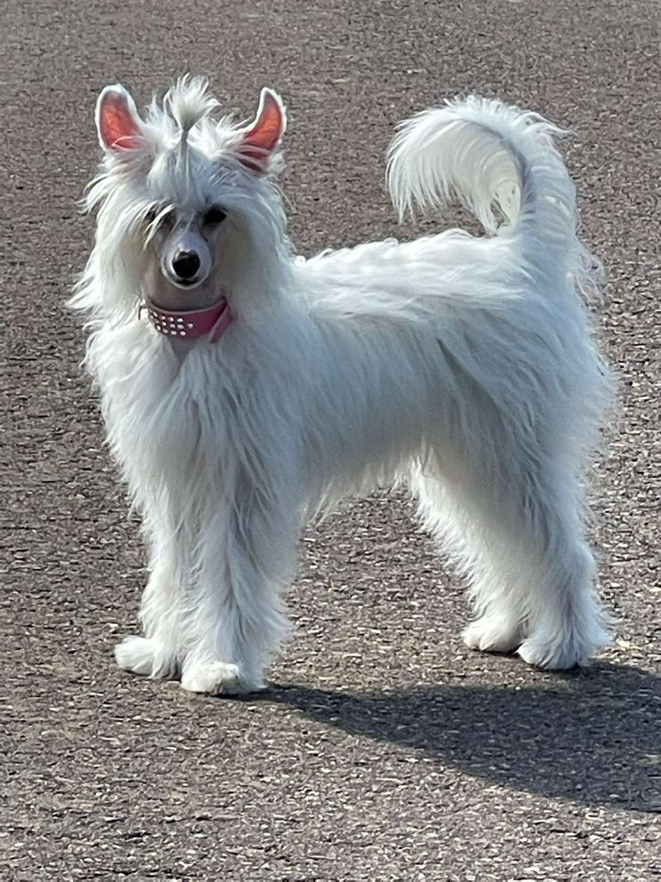 Aurora Lee von Zuànshí Royal