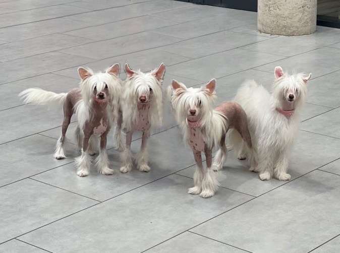 Ava Lilly Lee von Zuànshí Royal