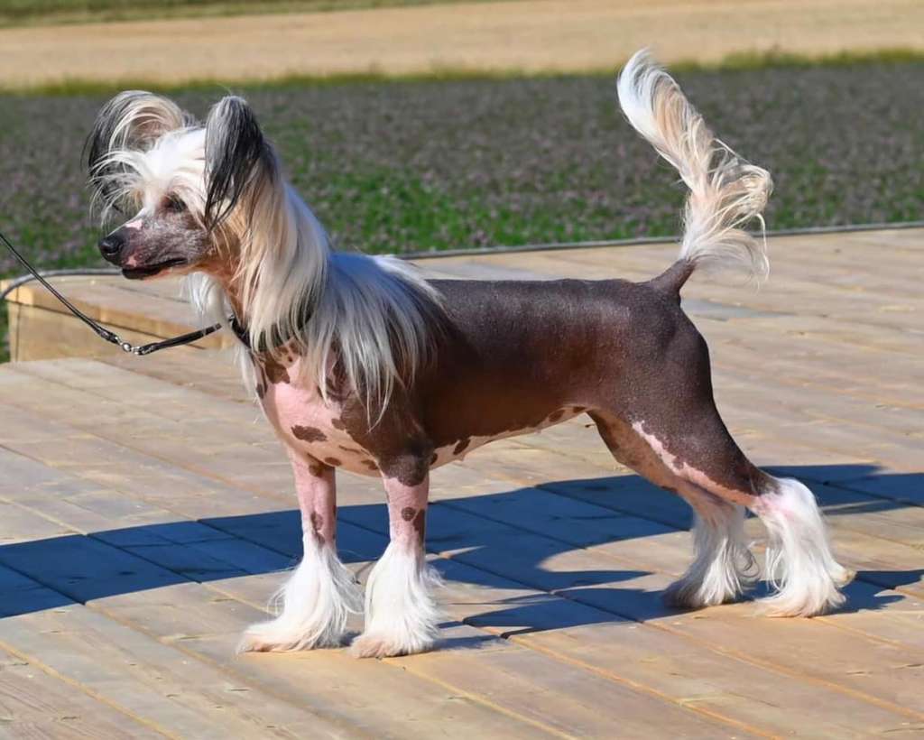 Suanho's Jolly Jaega