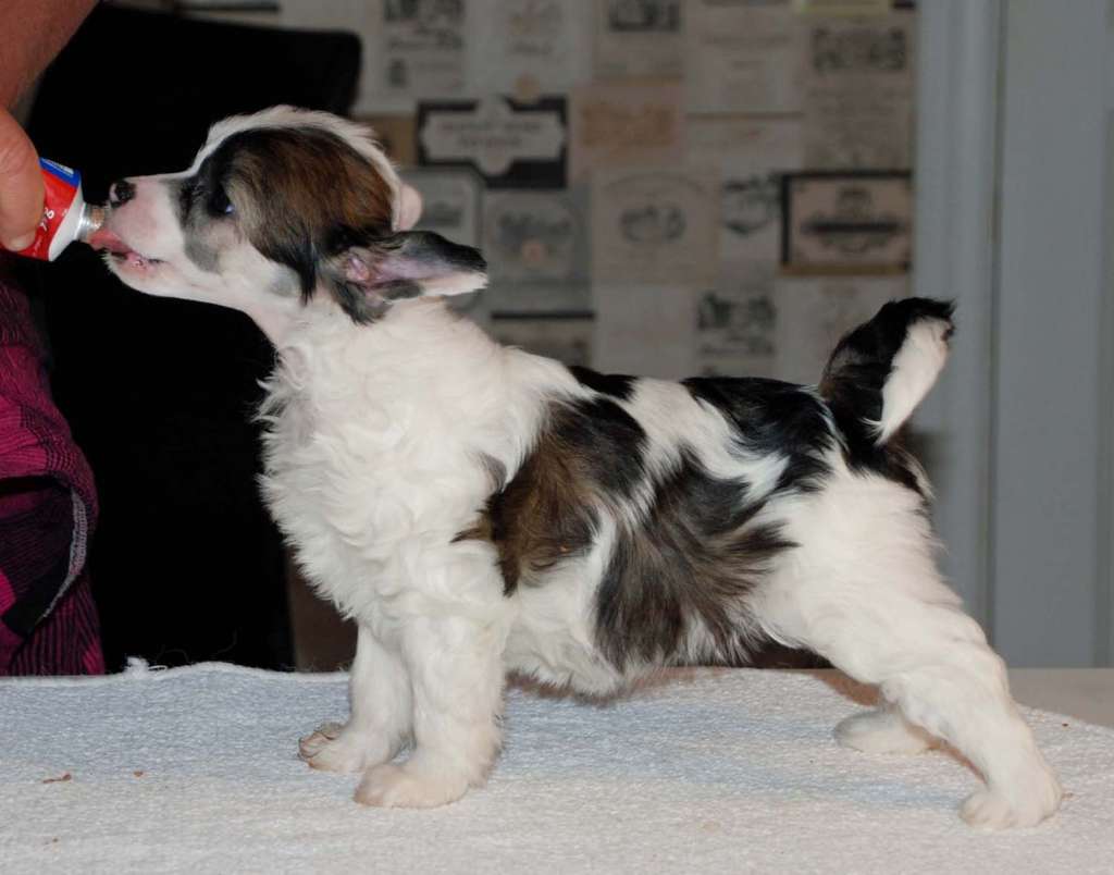 Suanho's Painted Ponca