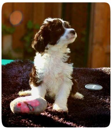 Iwan vom Eifeldiamant