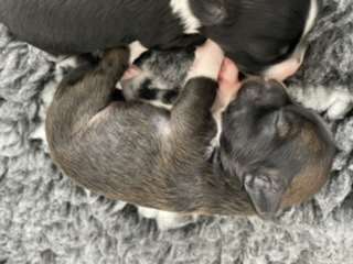 Hottie Tots Indian summer