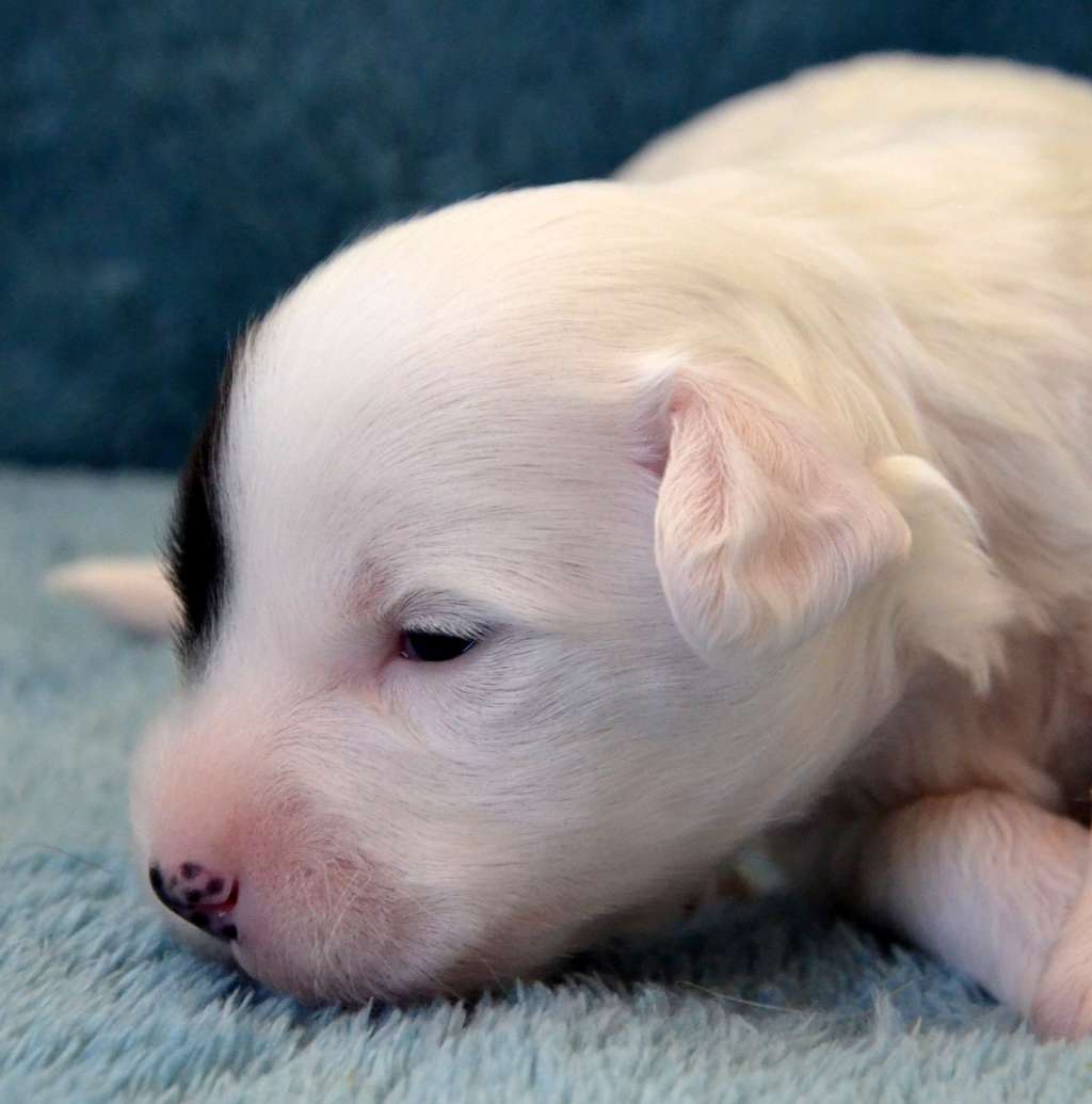 Fera Viva Aleksander Mc Queen