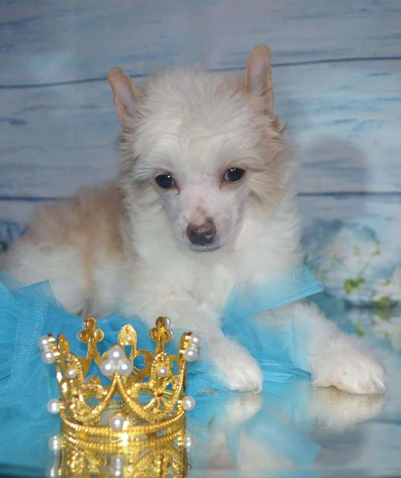 Amaterasu Hana Golden Glamour