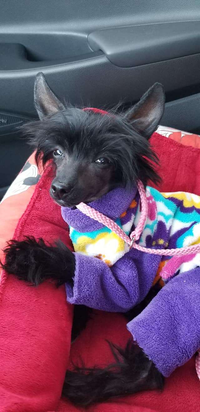 Tryfecta Turnin Trixz'N Takin Tipz @ Zokasan