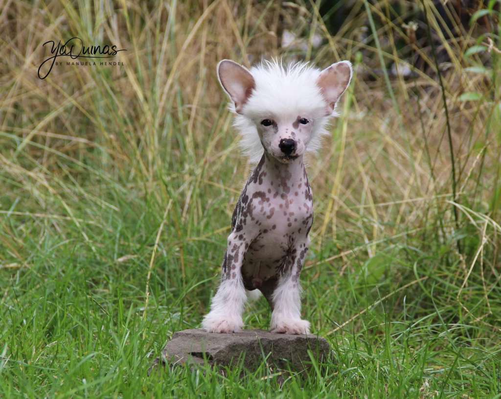 Hatschi vom Blühmchen