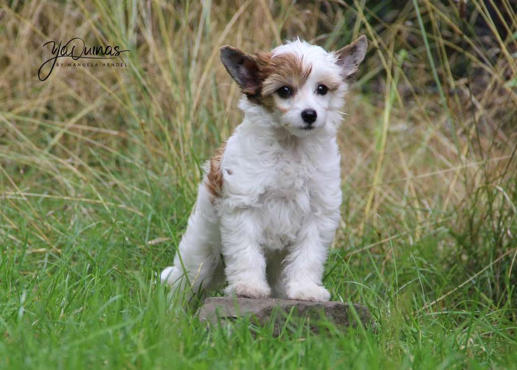 Haylee vom Blühmchen