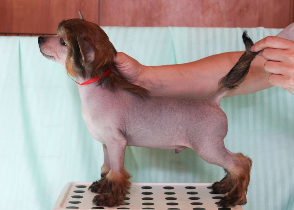 Del Terro Perros Schumacher