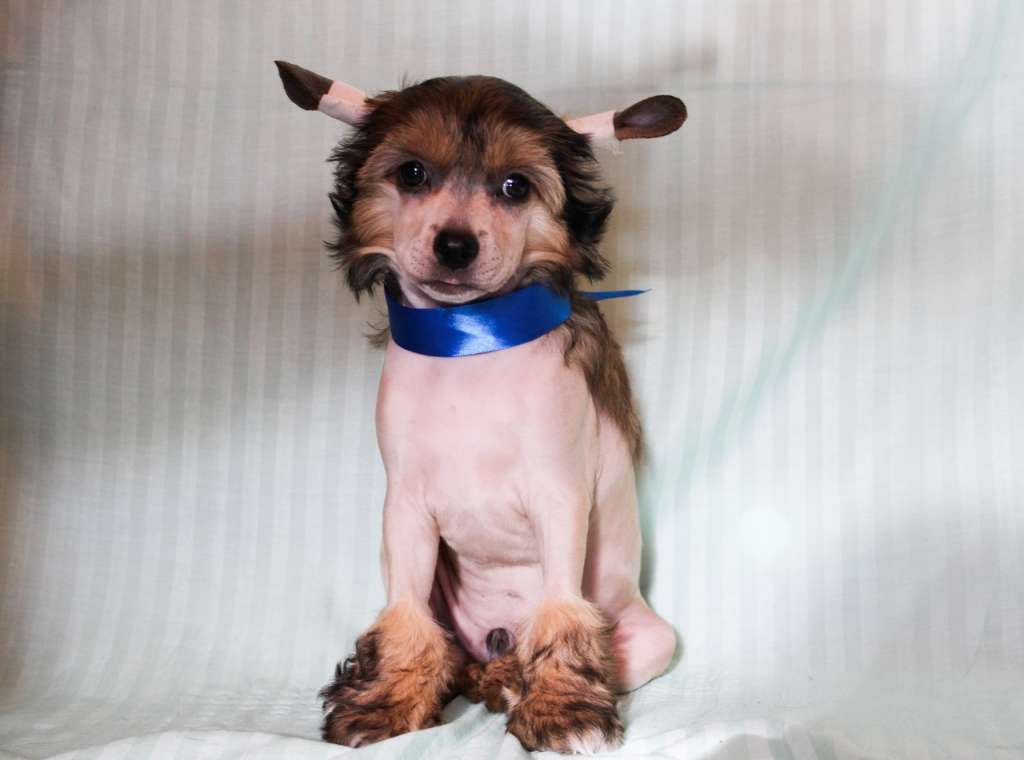 Del Terro Perros Shell