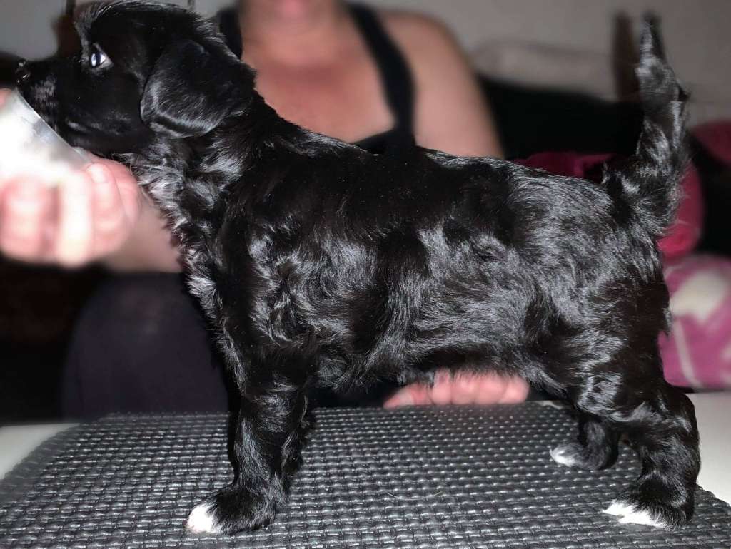 Denize'z Gizmo'z Roll Over Fronda