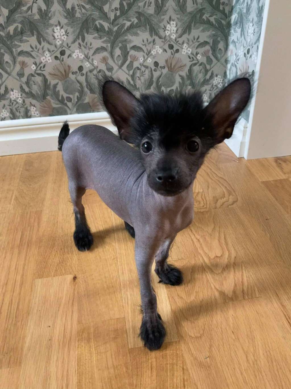 Denize'z Gizmo'z Black Hippo