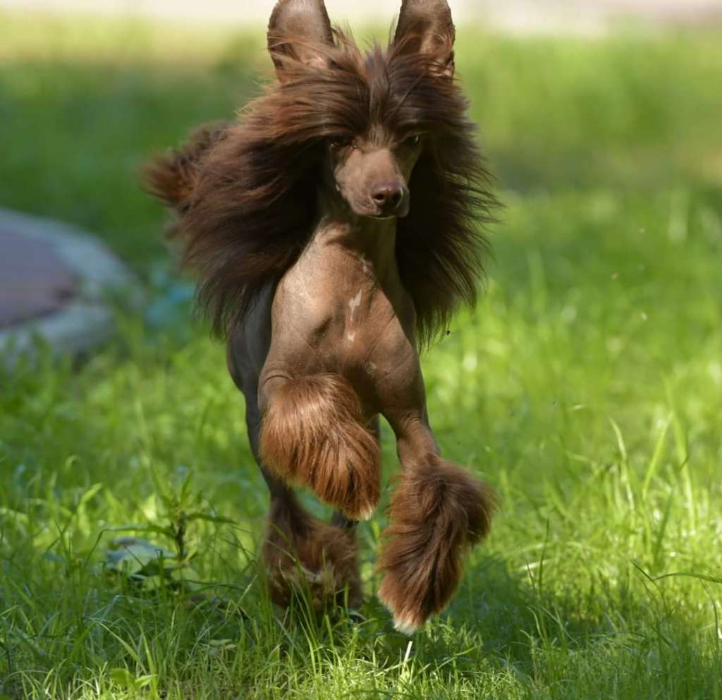 HitLine Ltd Dictate of Beauty