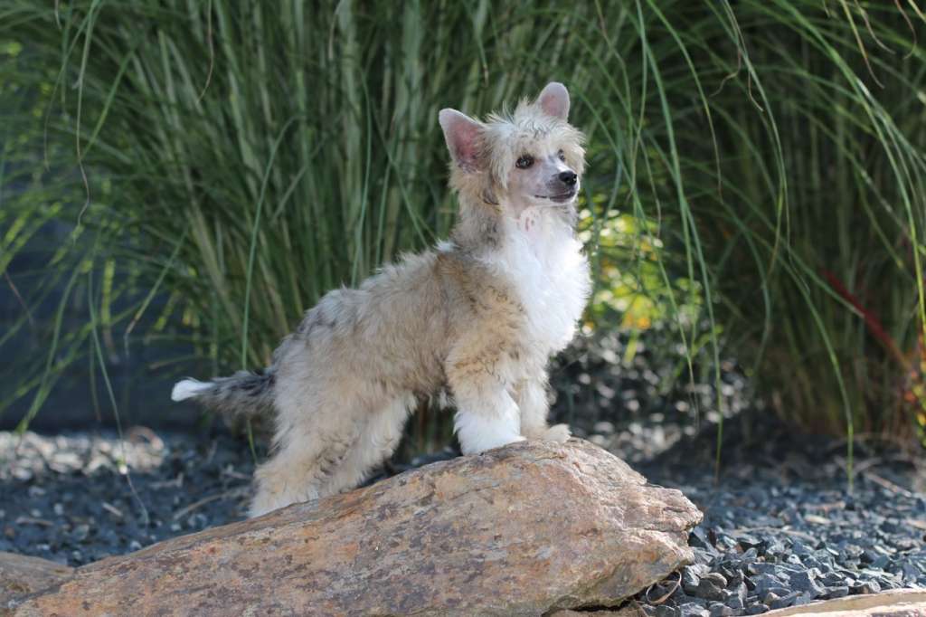 Just Can't Get Enough Princes de la Roses