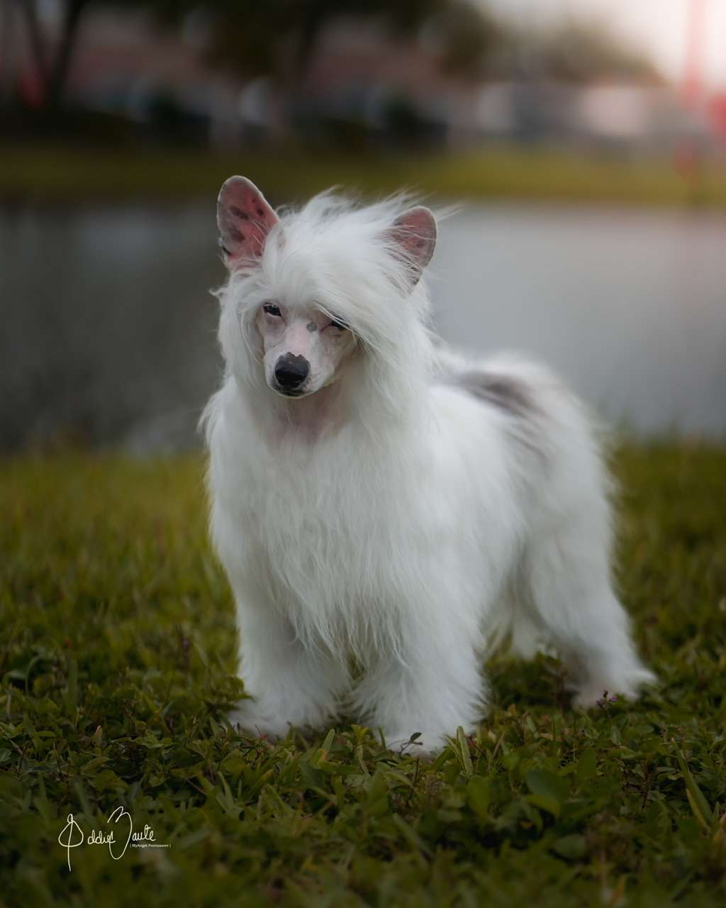 Kaylen Rosebriar Eskimo pie