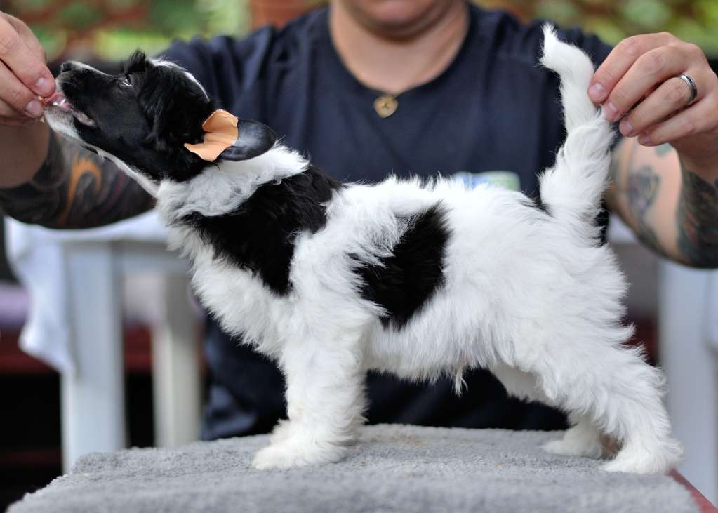 Oblivion Hentai Moan