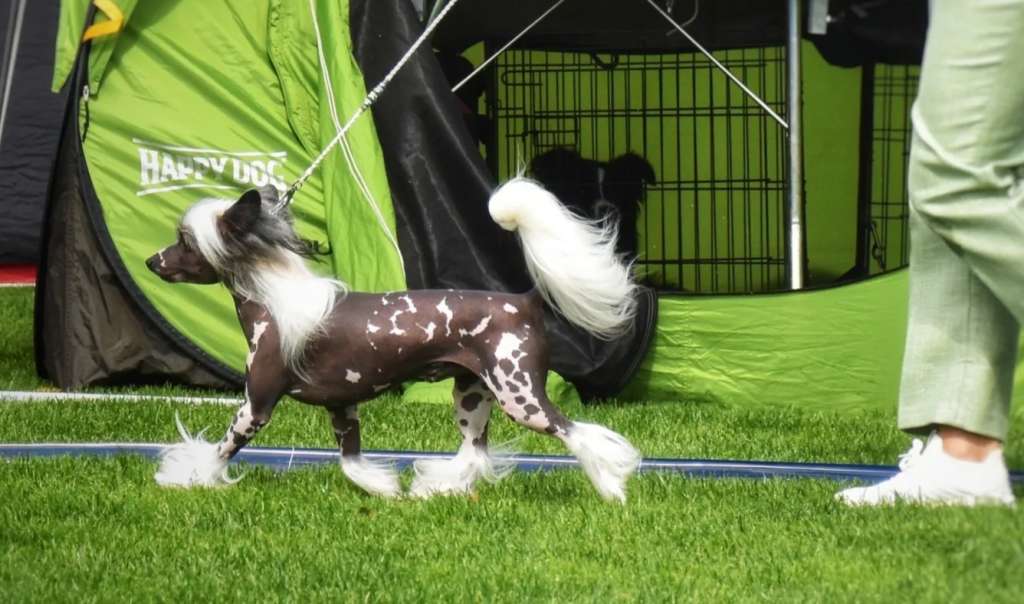 Oblivion HTML Rulez D00d