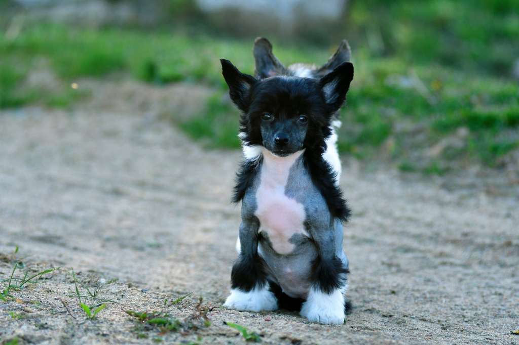 Pantheranutella  Winning Smile