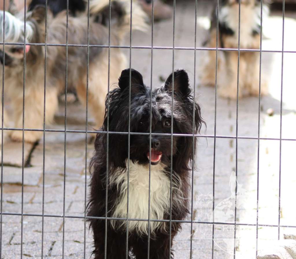 Chiron In Terra Civis