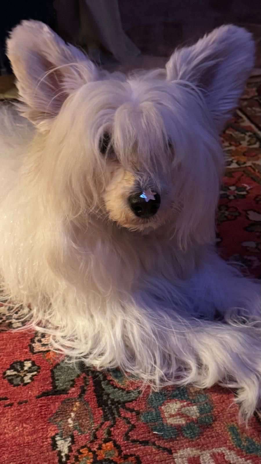 Fundoklia-völgyi Kaszanics Kiko