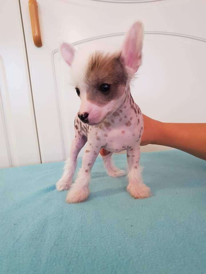 Viuvaun Fabulous Minime