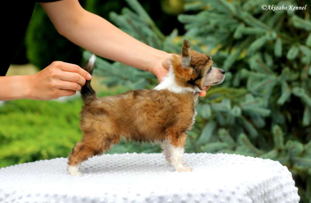 Co Za Arystokrata Akizabo