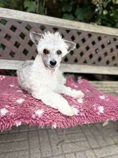 Crestilux Gossip Girl