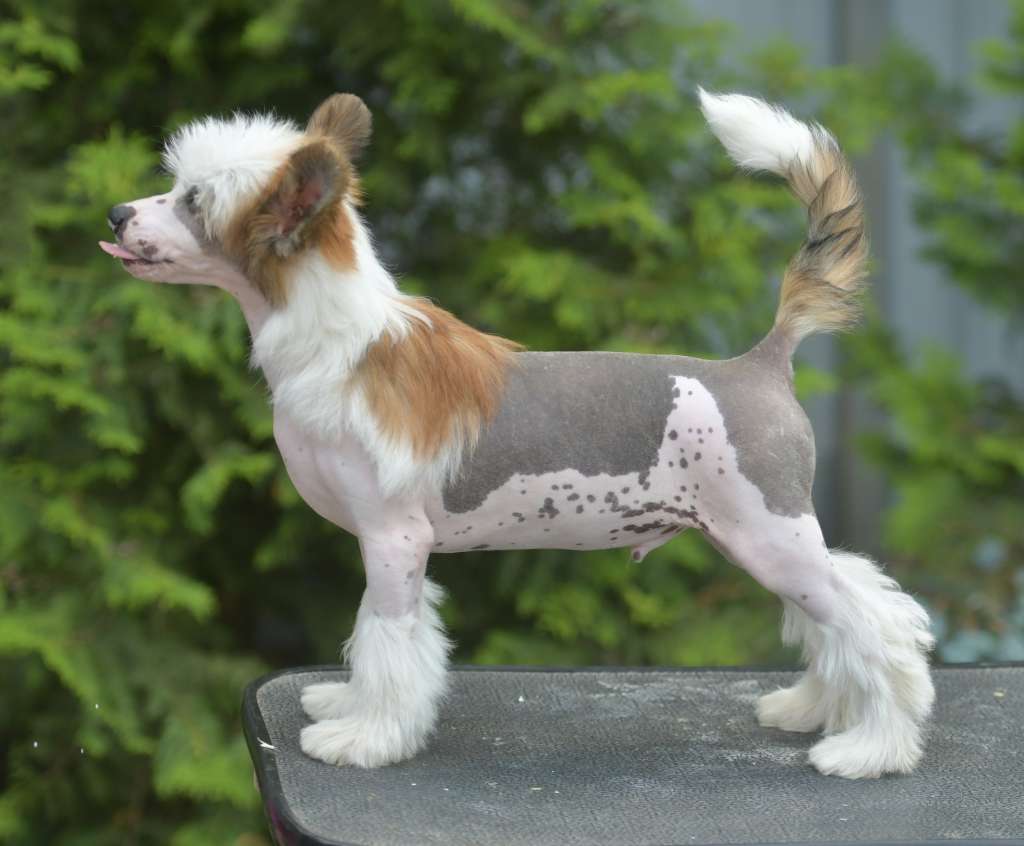 HitLine Ltd Klondike