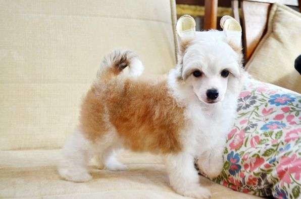 Etno Spirit Milk & Honey