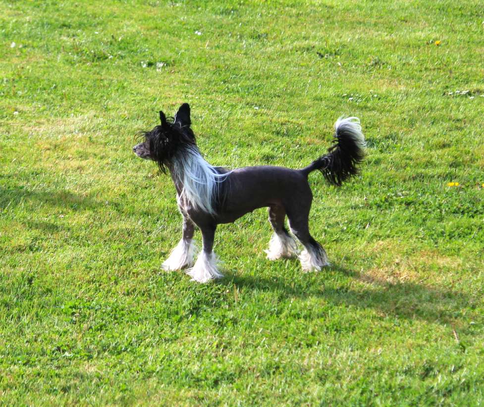 Savareen du Domaine du Président