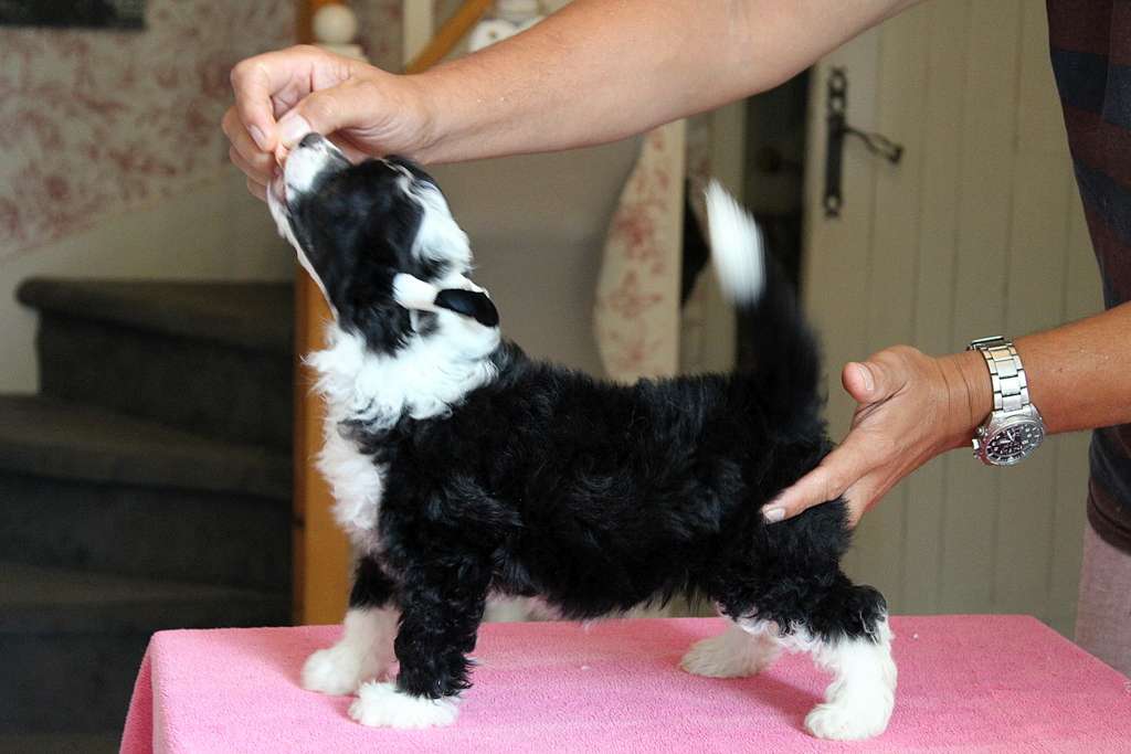 Saccoria du Domaine du Président