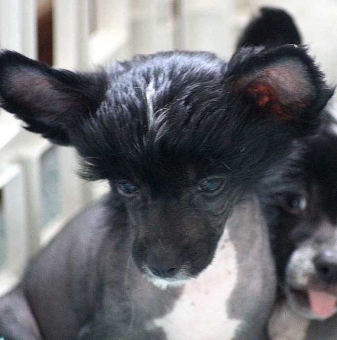 Selonia du Domaine du Président