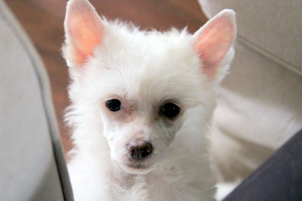 Sakiya du Domaine du Président