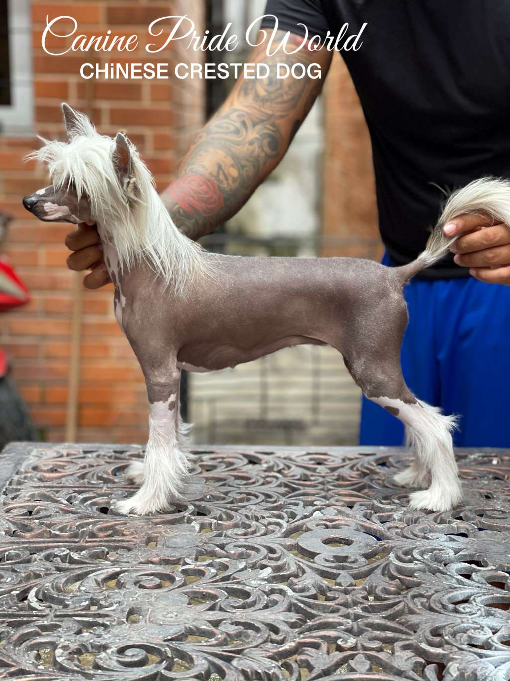 Canine Pride World Juliette