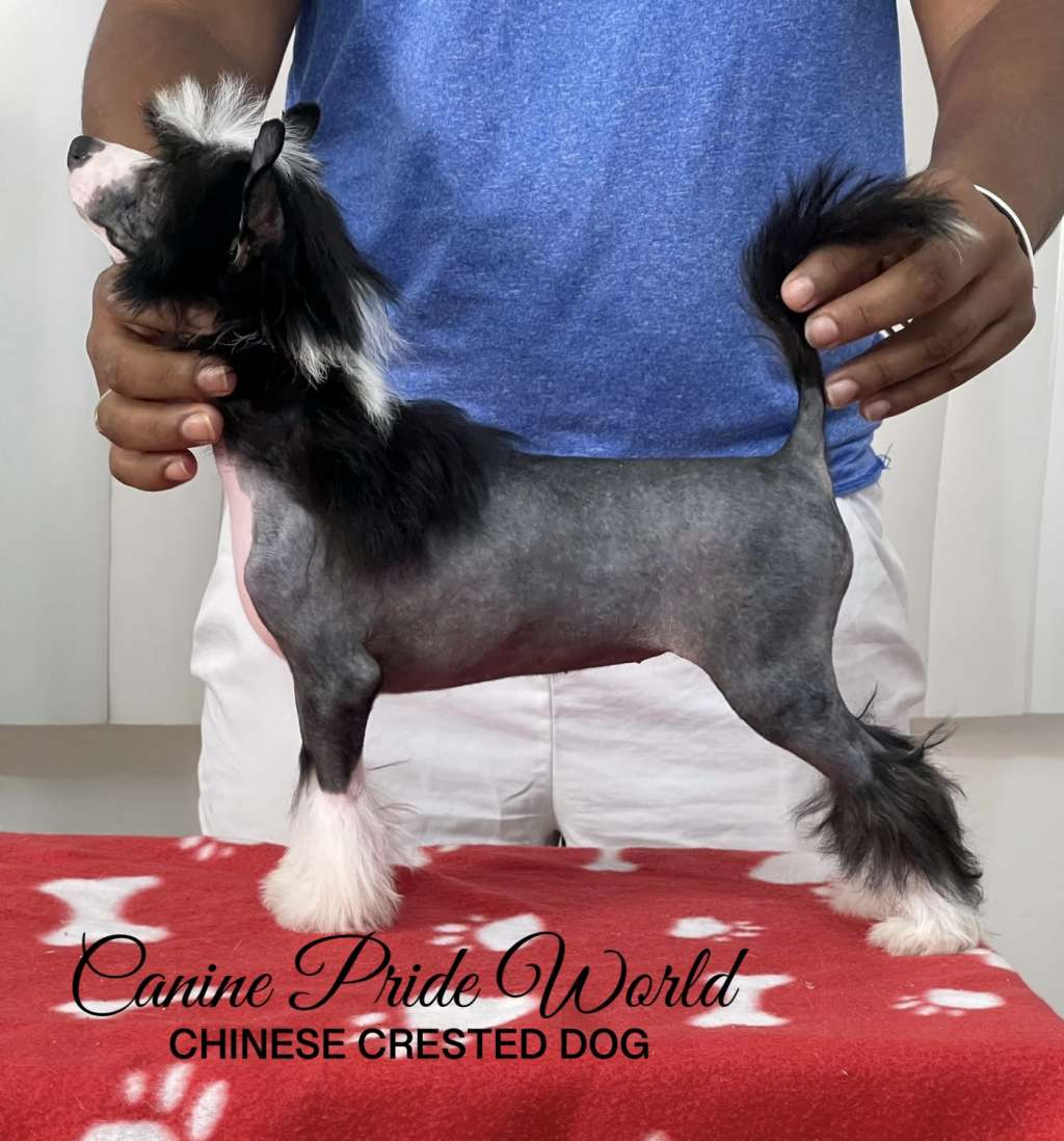 Canine Pride World Queen Atenea