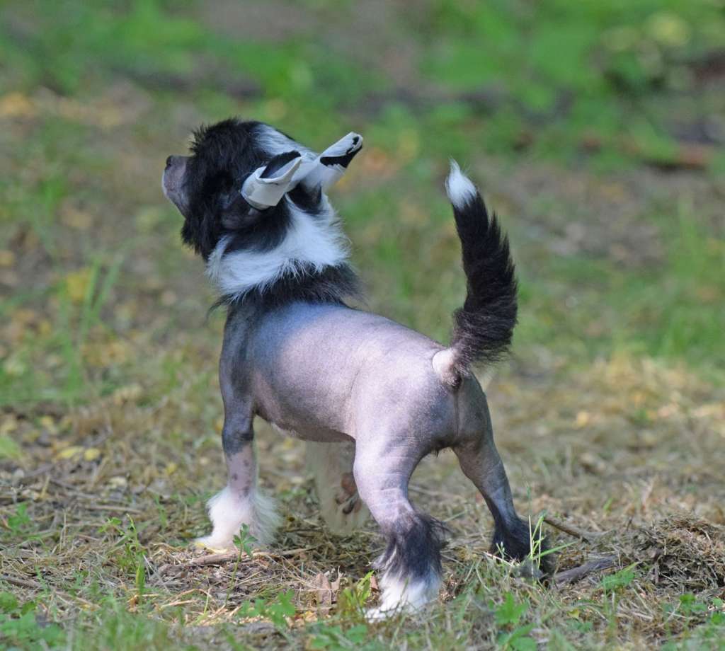 Dakota Rose Stricktly Ballroom