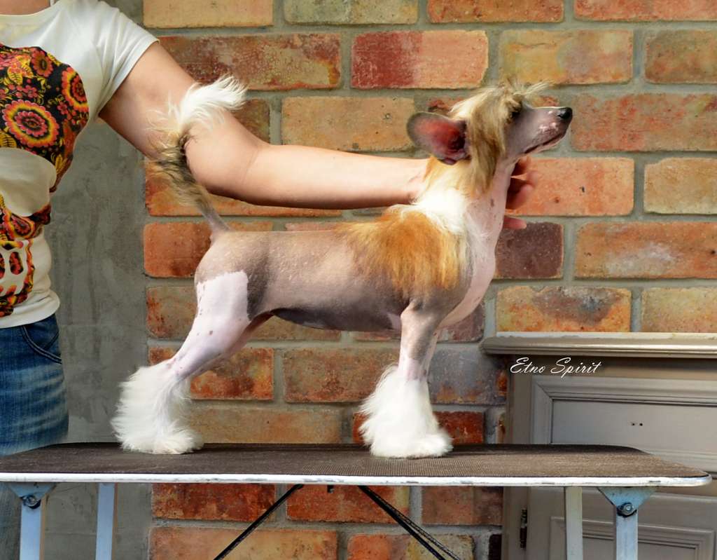 Etno Spirit Move Star