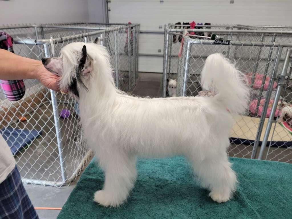 CH Natural's Goin' With the Flow