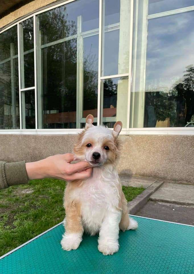 Kidsolarus Chivas Royal Salute