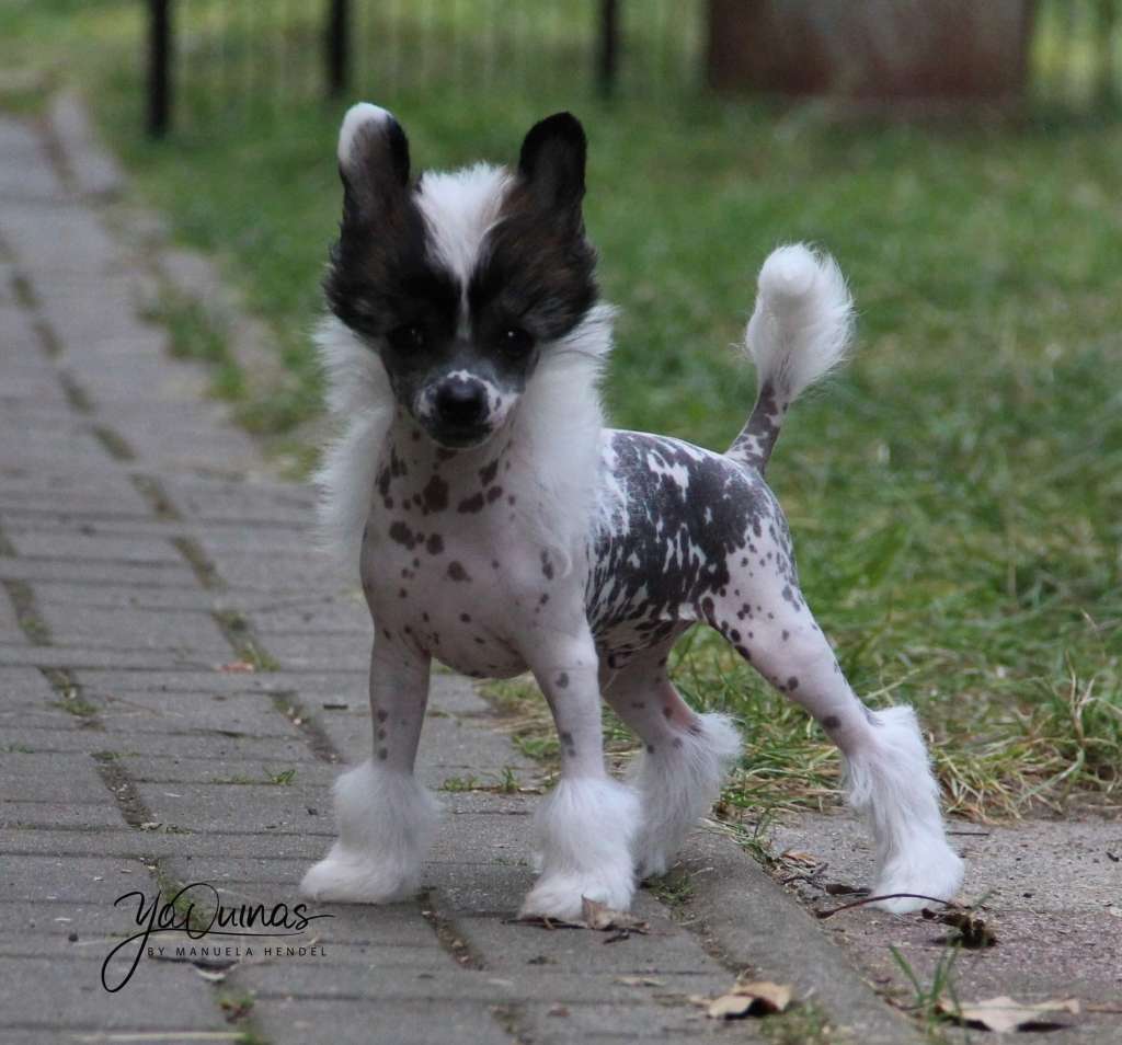 Yaquinas Hocus Pocus Fidibus