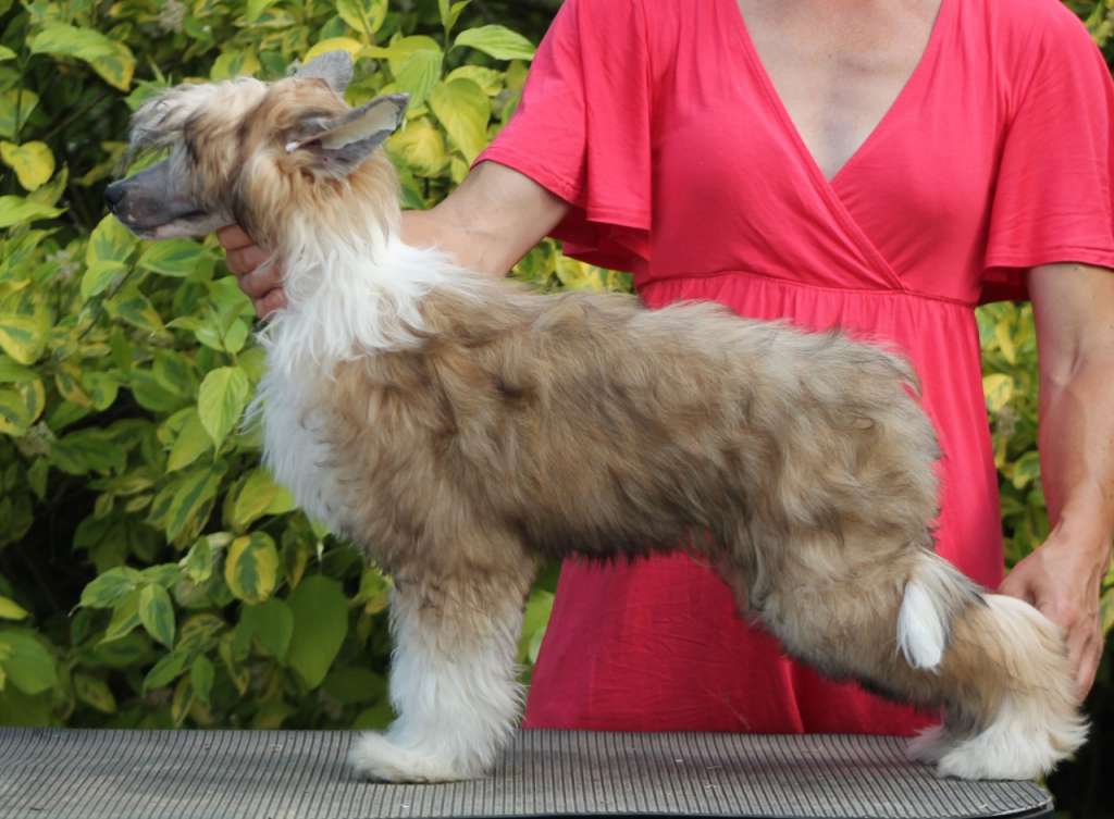 Grand Romantik Nicolas Cage