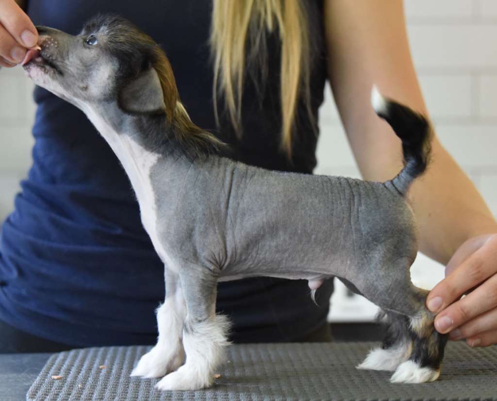 Ravenoak Carl Perkins Cadillac