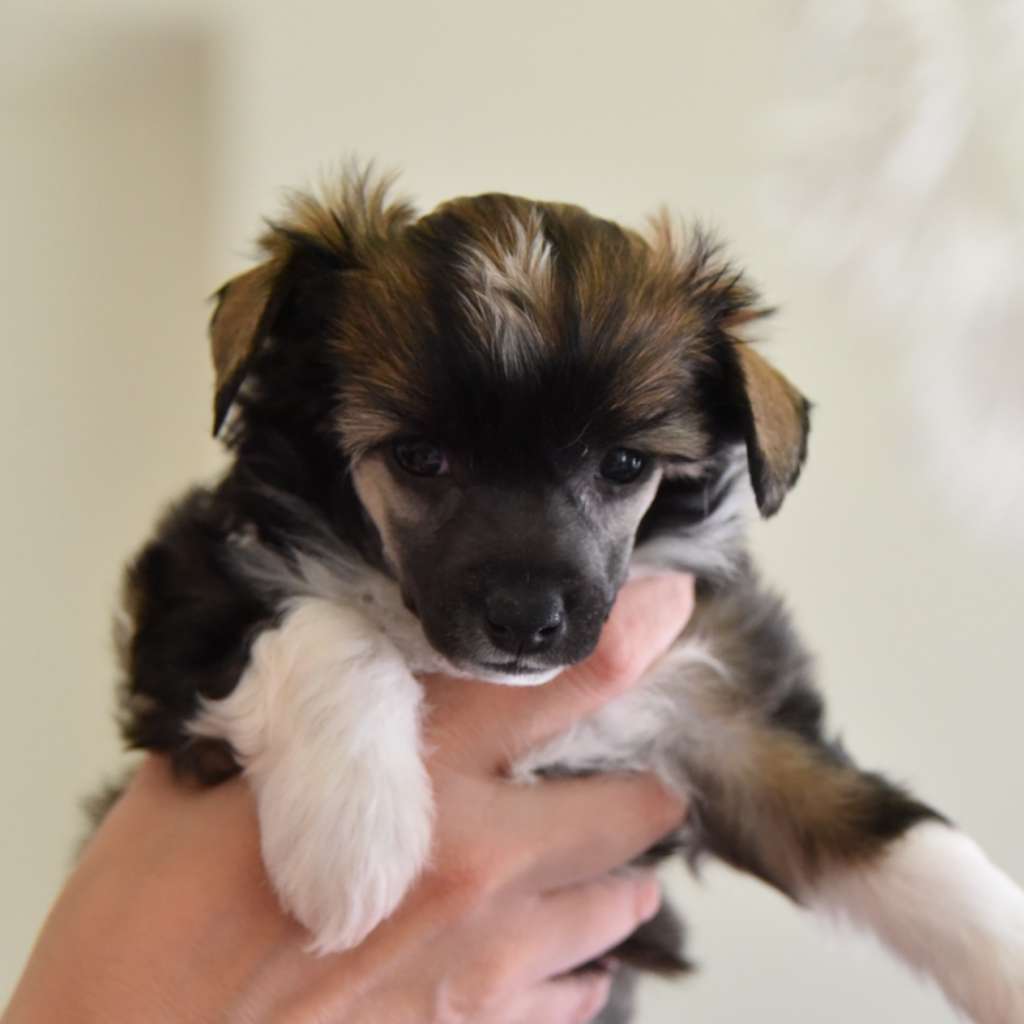 Ravenoak Catherine The Great