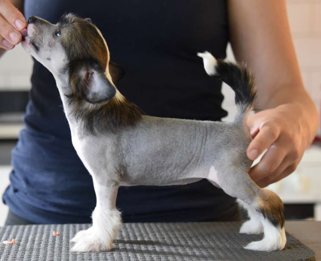 Ravenoak Claire De Lune