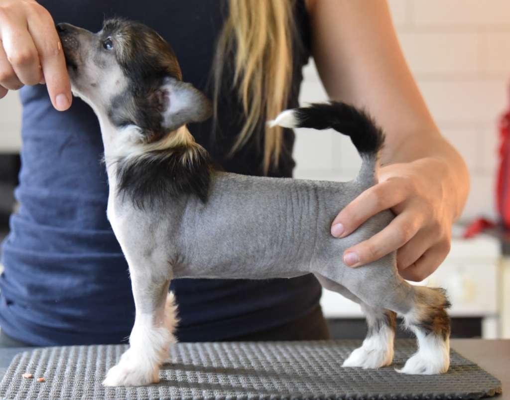 Ravenoak Charlotte The Harlot