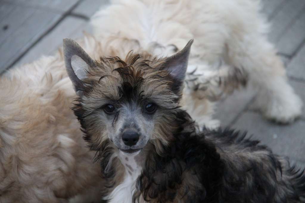 Zheneva-Debjut Orisha